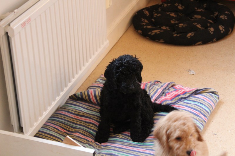 20181129133111_IMG_1816