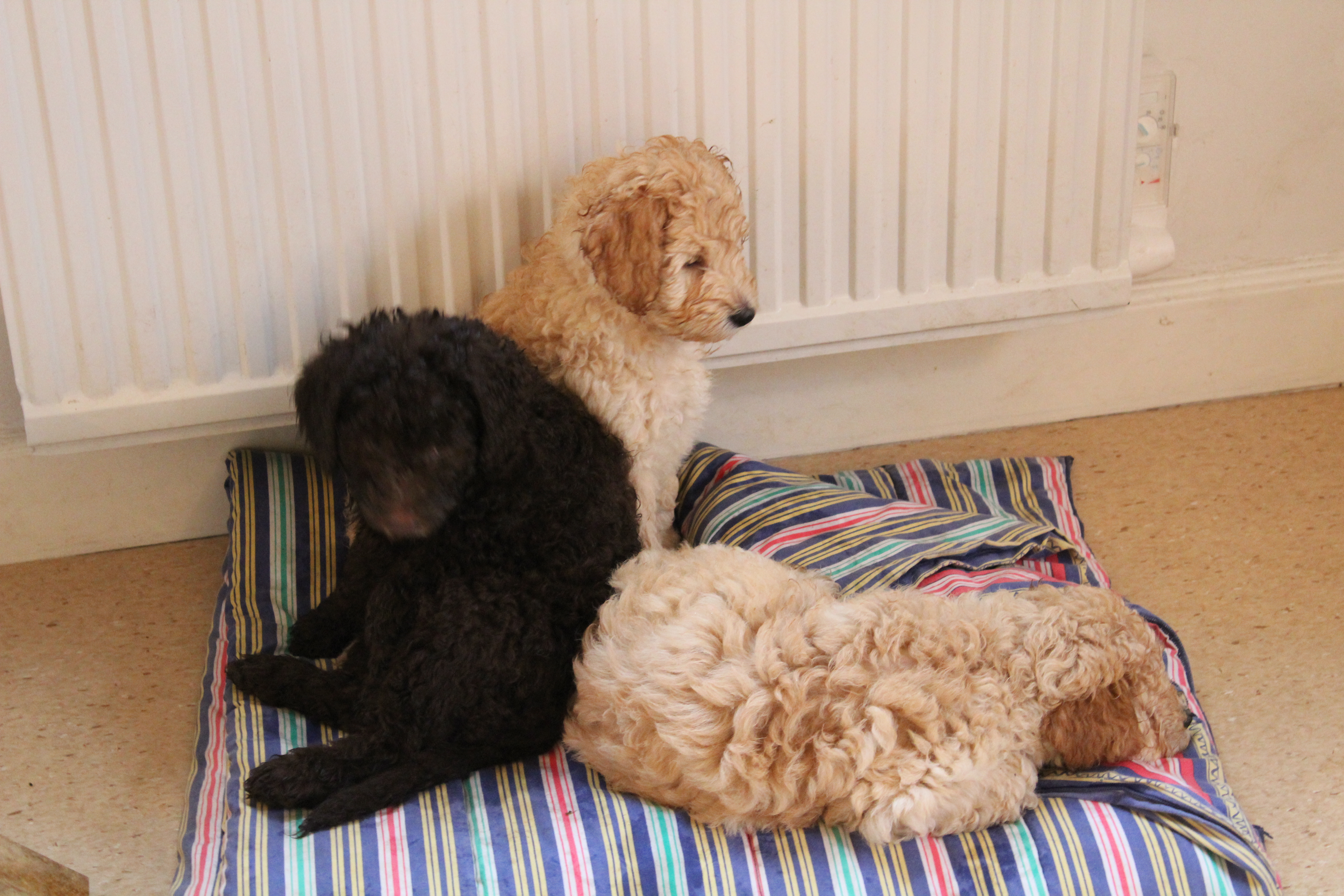 20181129133239_IMG_1827