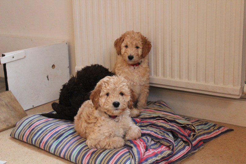 20181129133256_IMG_1829