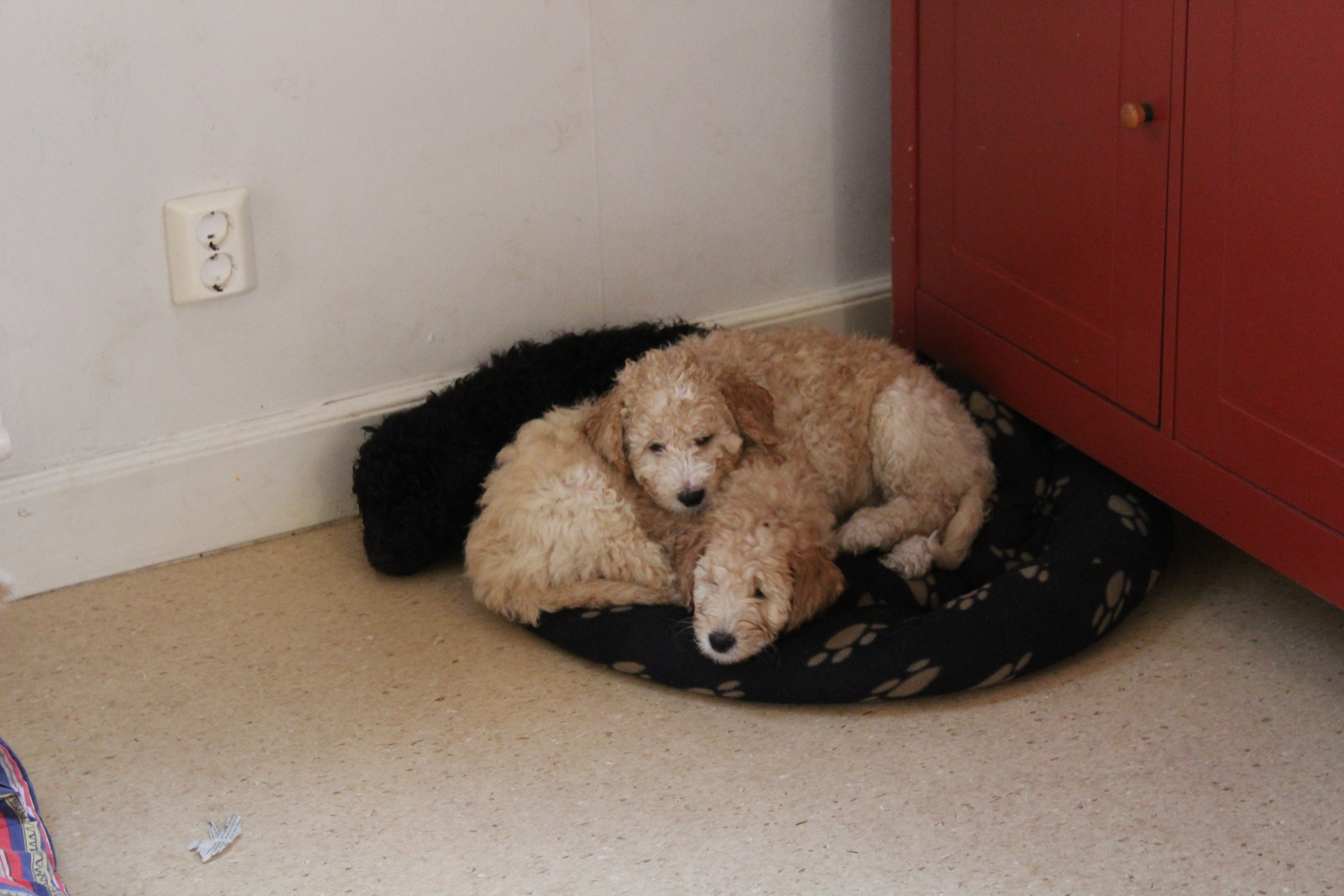 20181129133844_IMG_1833