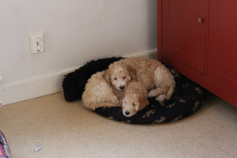 20181129133844_IMG_1833