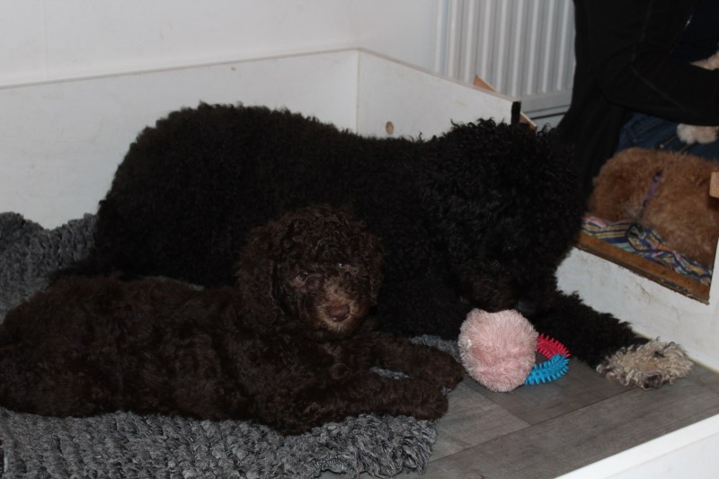 20181130182142_IMG_1841_1